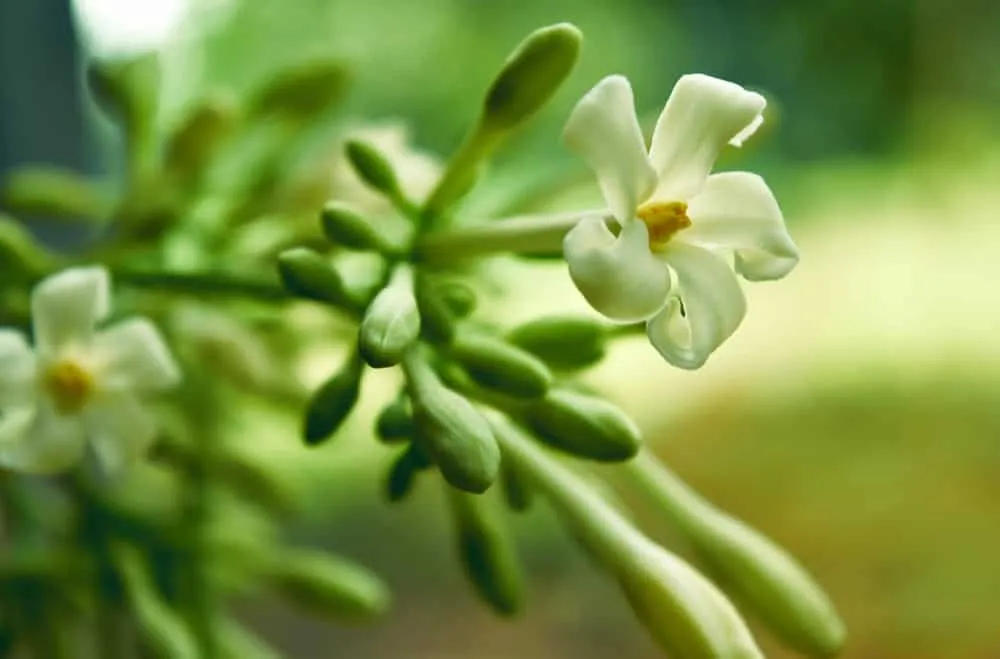 ngộ độc hoa đu đủ đực