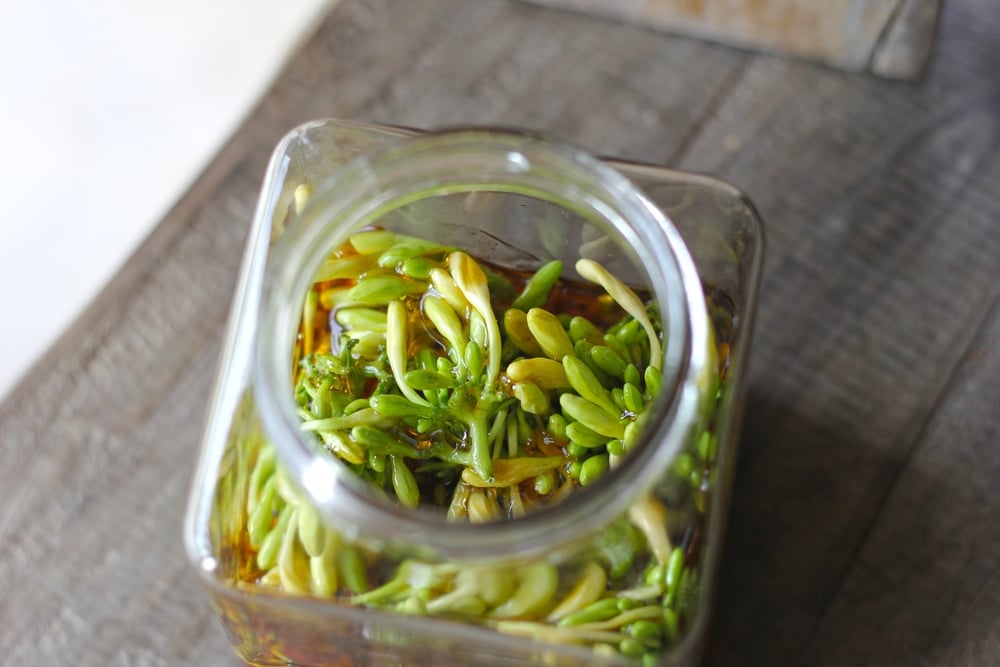 ngộ độc hoa đu đủ đực