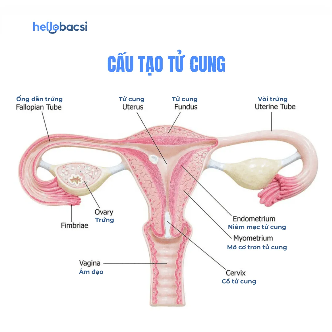 Nội mạc tử cung là gì? Cấu tạo, chức năng và vị trí của nội mạc tử cung