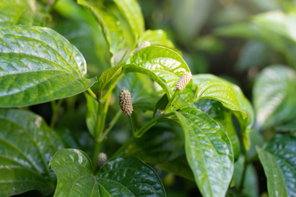 thành phần của lá lốt