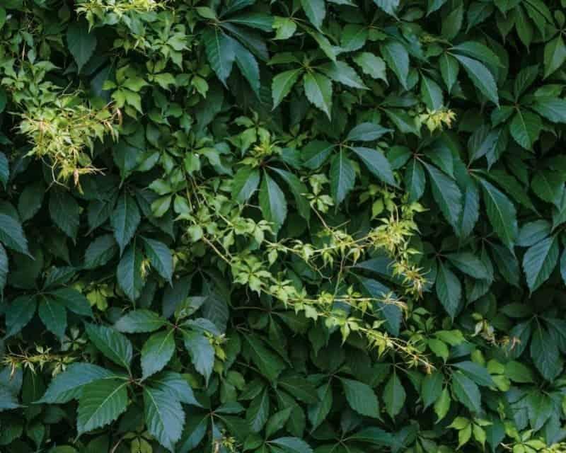 tác dụng cây chè dây