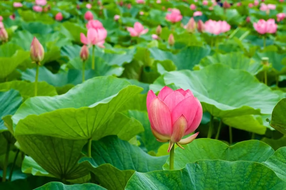 bài thuốc trị bệnh sử dụng lá sen