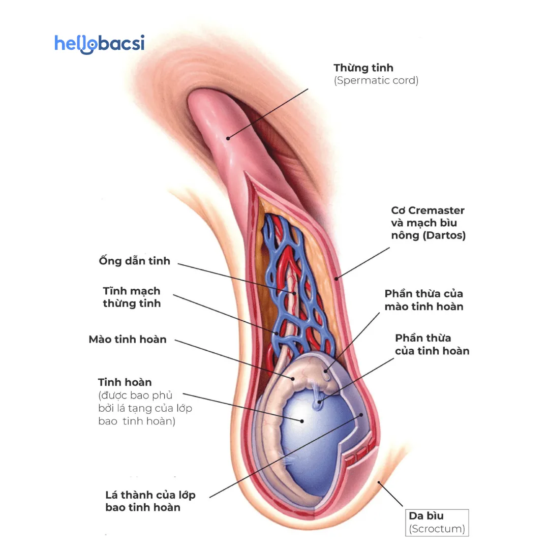 Bìu là gì? Hình ảnh giải phẫu cấu tạo bìu tinh hoàn