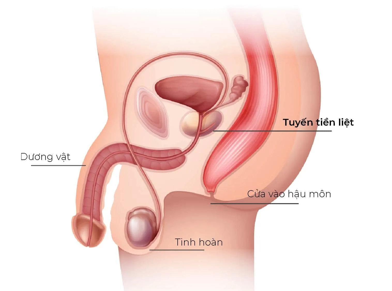 Cấu tạo tuyến tiền liệt thuộc bộ phận sinh dục bên trong của nam giới