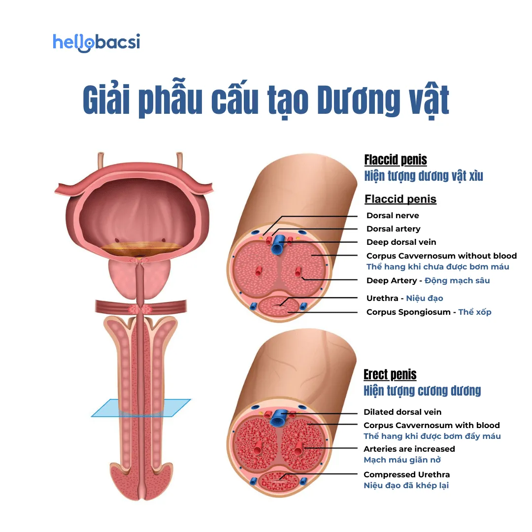 Cấu tạo chi tiết dương vật