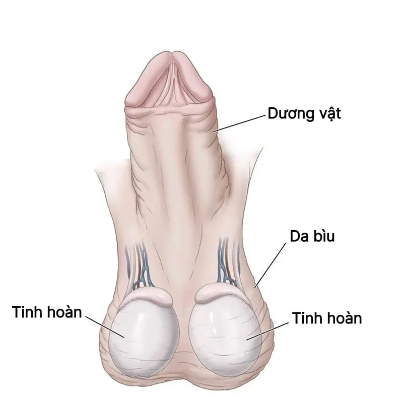 ăn gì tốt cho tinh hoàn 