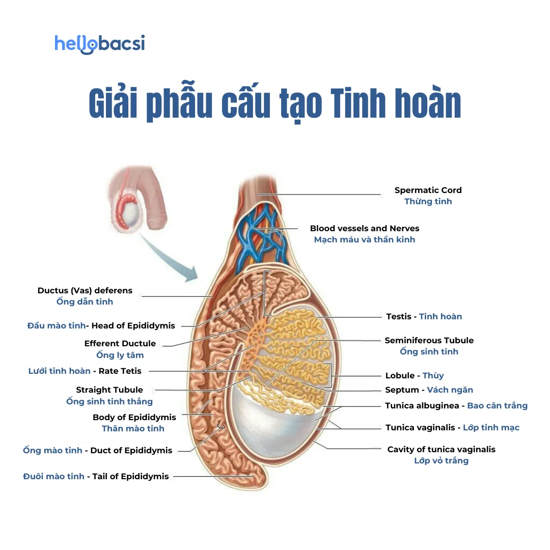 Cấu tạo giải phẫu chi tiết tinh hoàn của nam giới