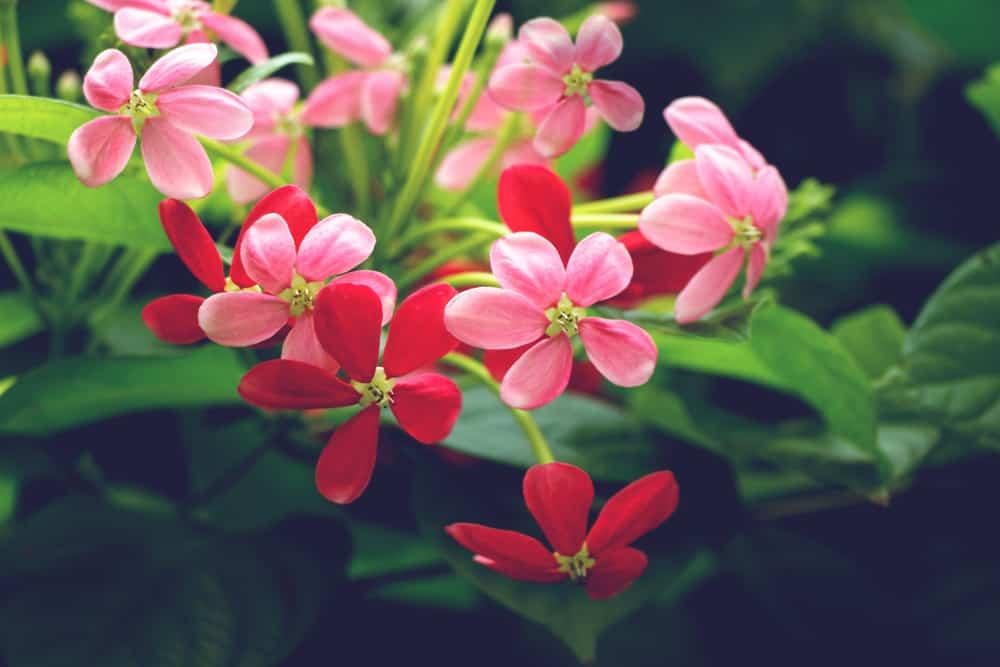 liều dùng, cách dùng sử quân tử