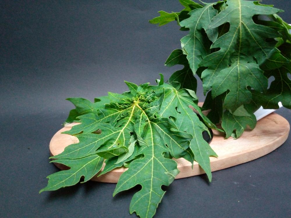 ngộ độc lá đu đủ