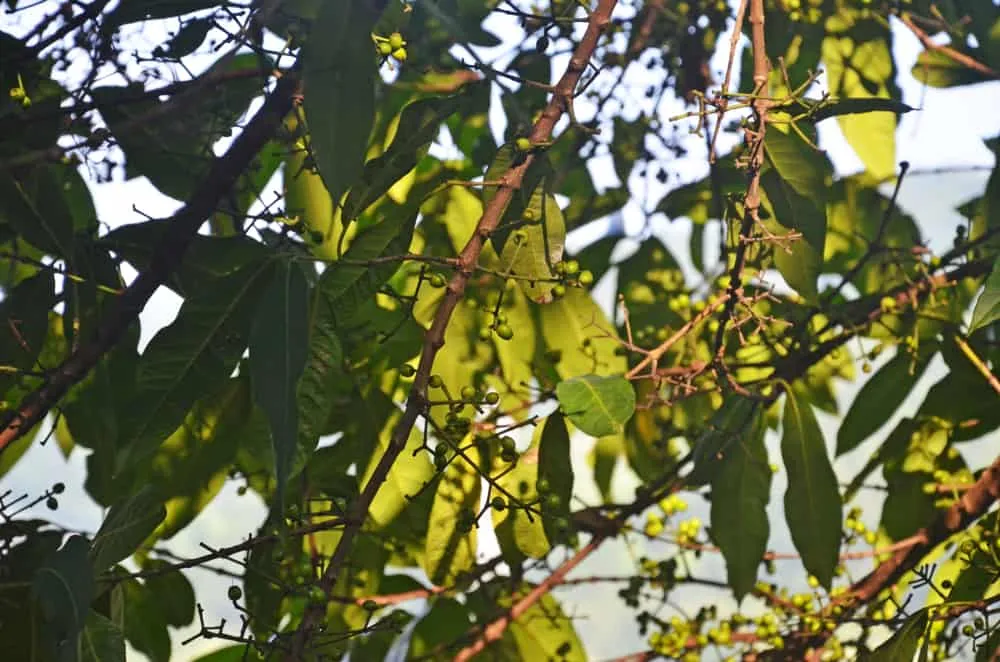 bị huyết áp cao có uống được lá vối không