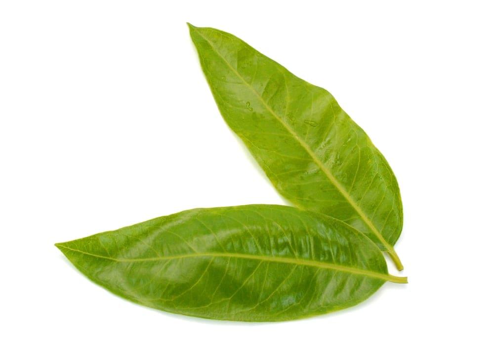 huyết áp cao có uống được lá vối không