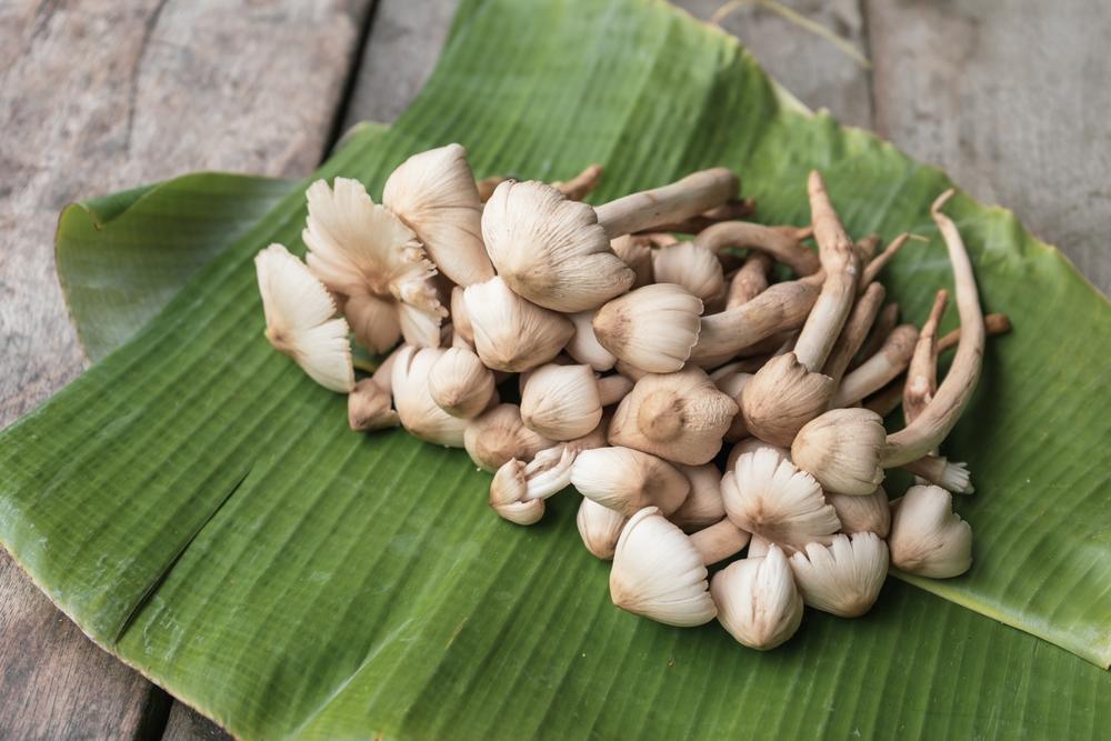 công dụng của nấm mối