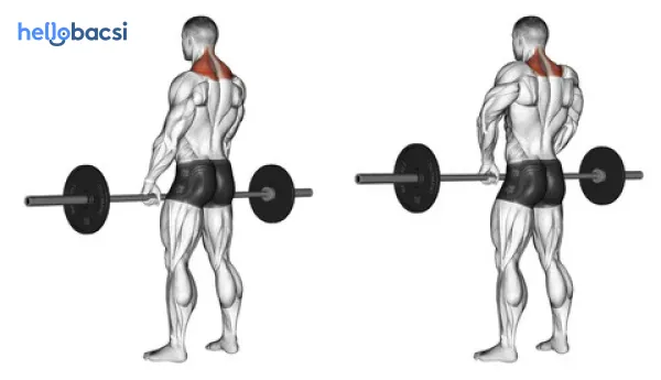 Tập lưng xô Barbell Shrugs