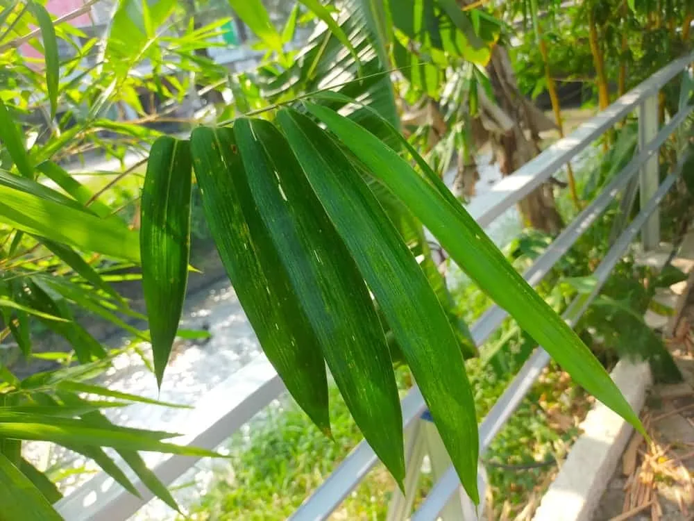 bái thuốc dân gian chữa hậu sản mòn bằng lá tre gai