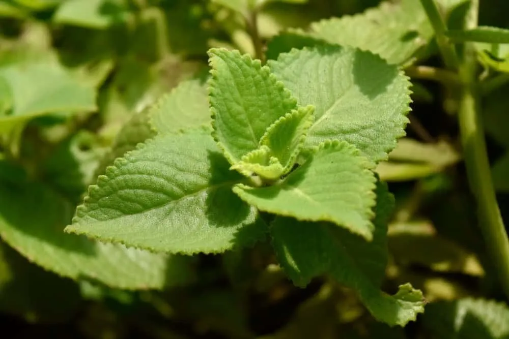 thuốc nam trị ho