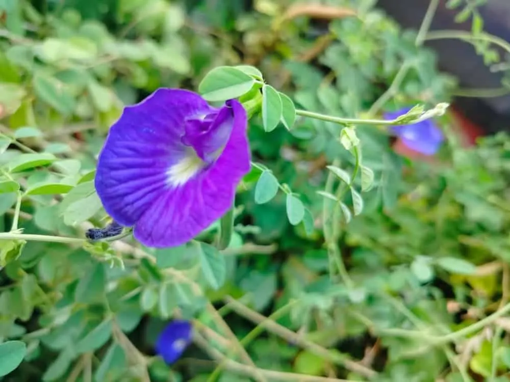 trà hoa đâu biếc