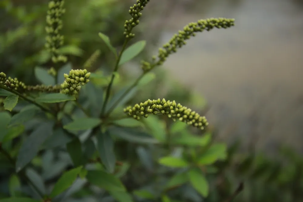 cây khổ sâm cho lá là cây gì?