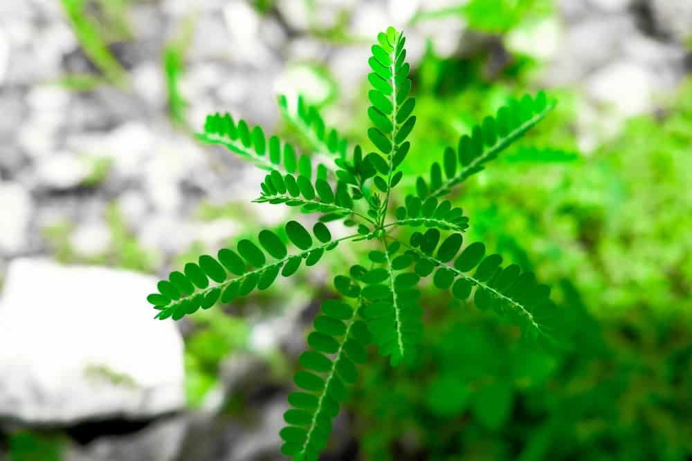 gan nhiêm mỡ nên uống nước lá gì: trà cây chó đẻ