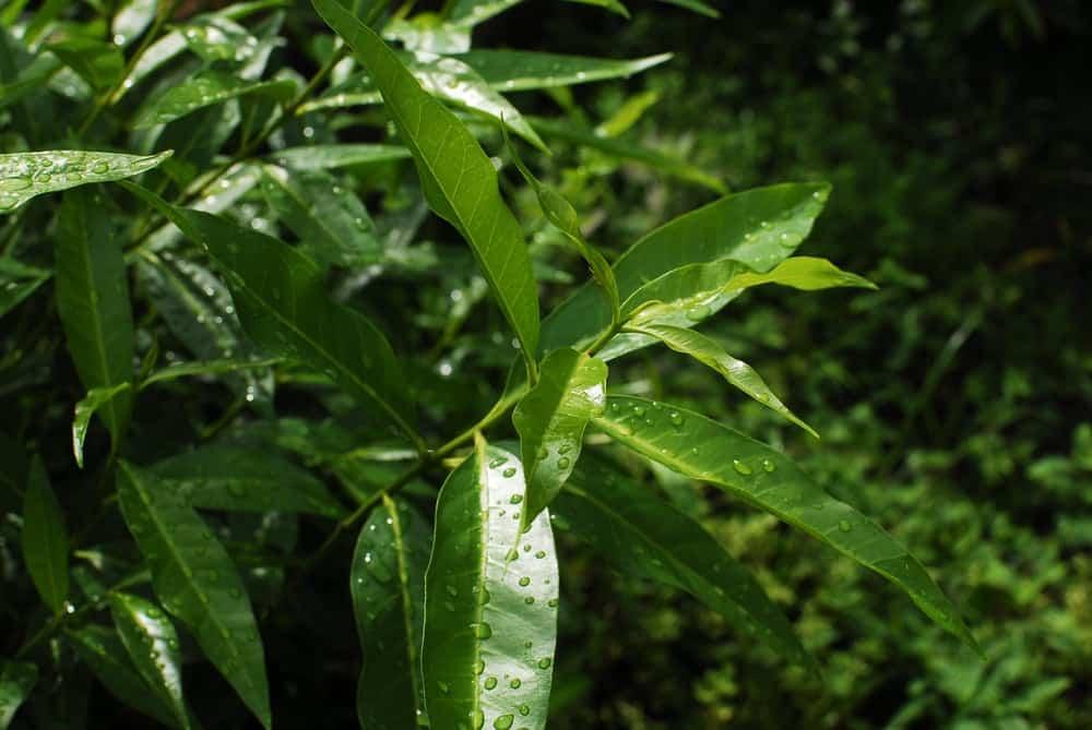 gan nhiêm mỡ nên uống nước lá gì: trà lá vối