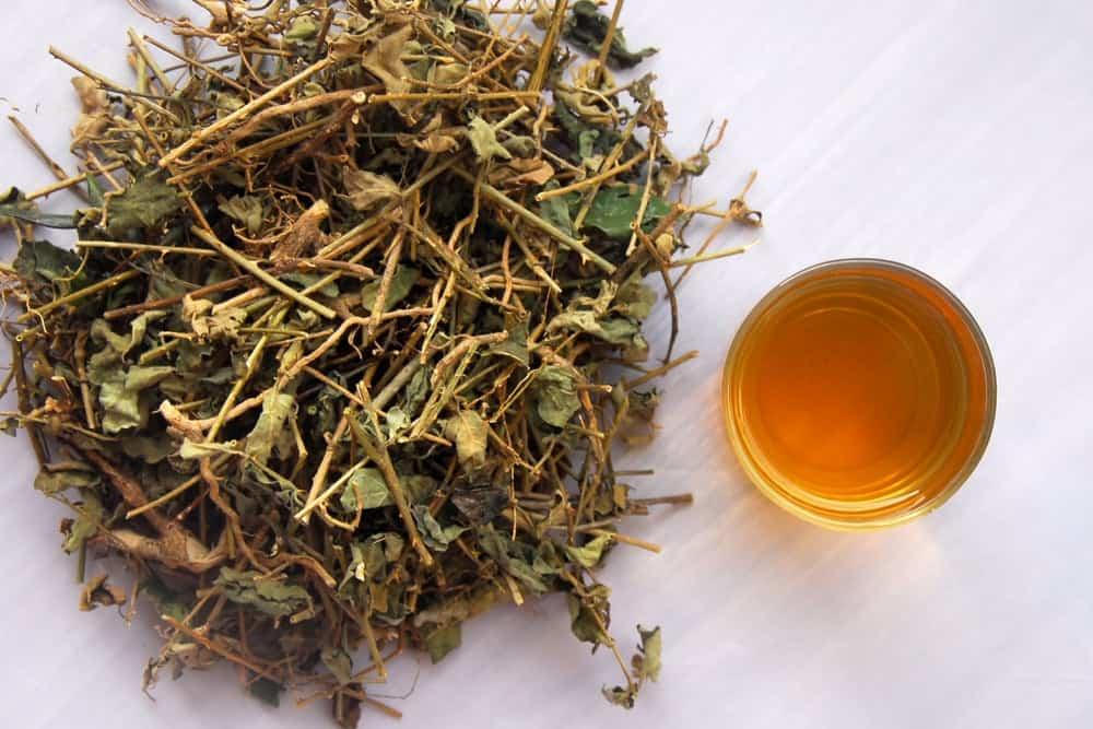 gan nhiêm mỡ nên uống nước lá gì: trà cà gai leo