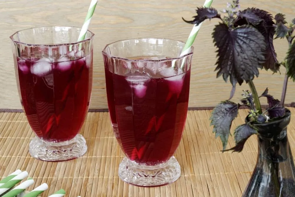 lá tía tô trị ho