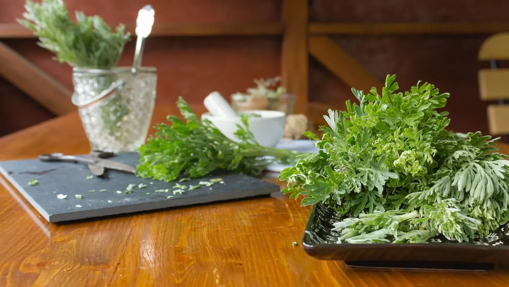 bà bầu không nên ăn rau gì: tránh ăn ngải cứu