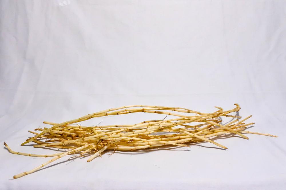 thành phần hóa học của cỏ tranh