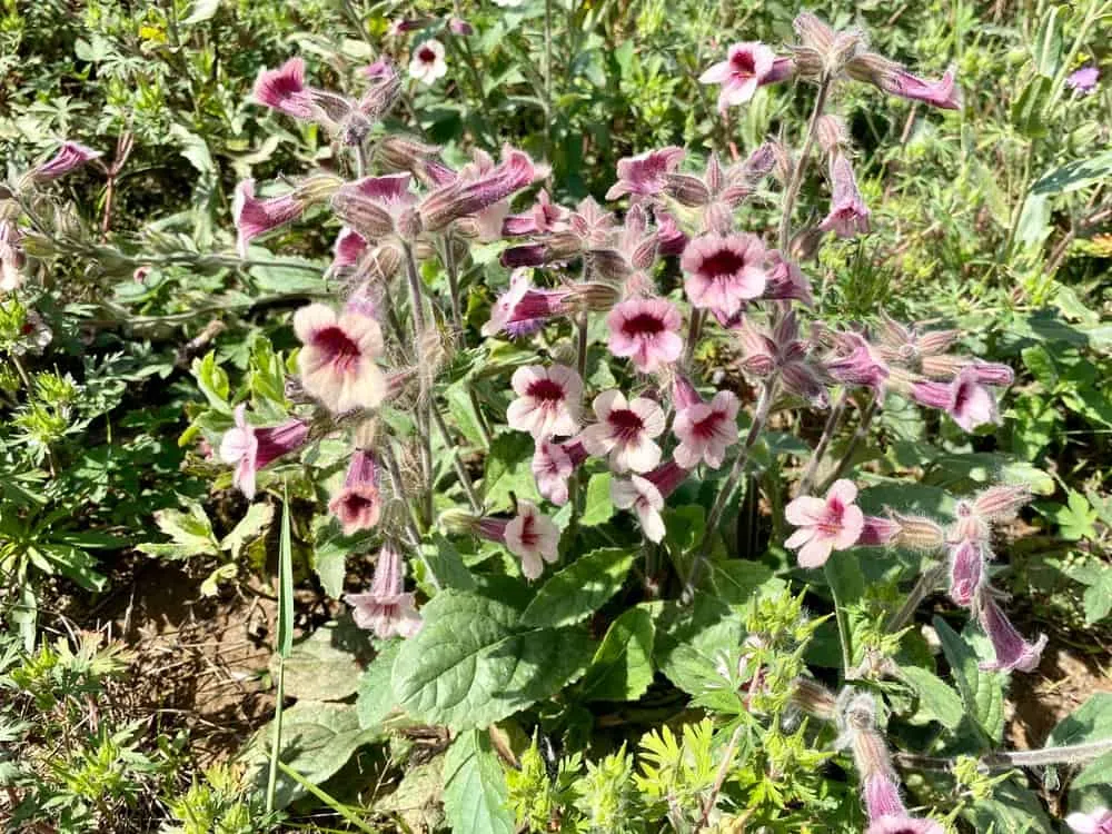 thục địa có tác dụng gì?