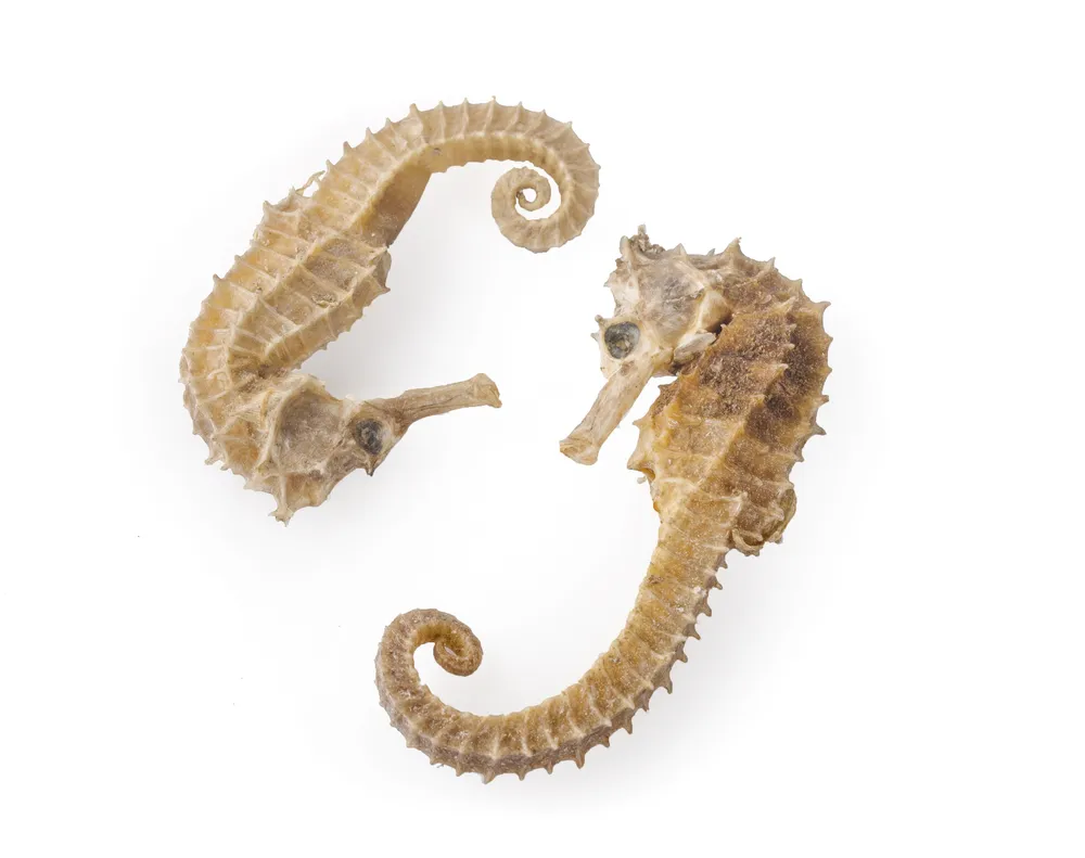 Bộ phận dùng của cá ngựa