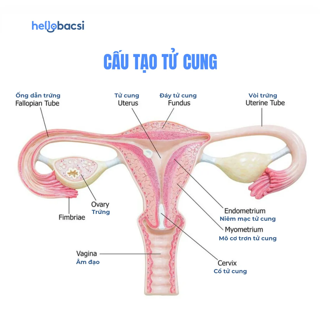 Cấu tạo tử cung