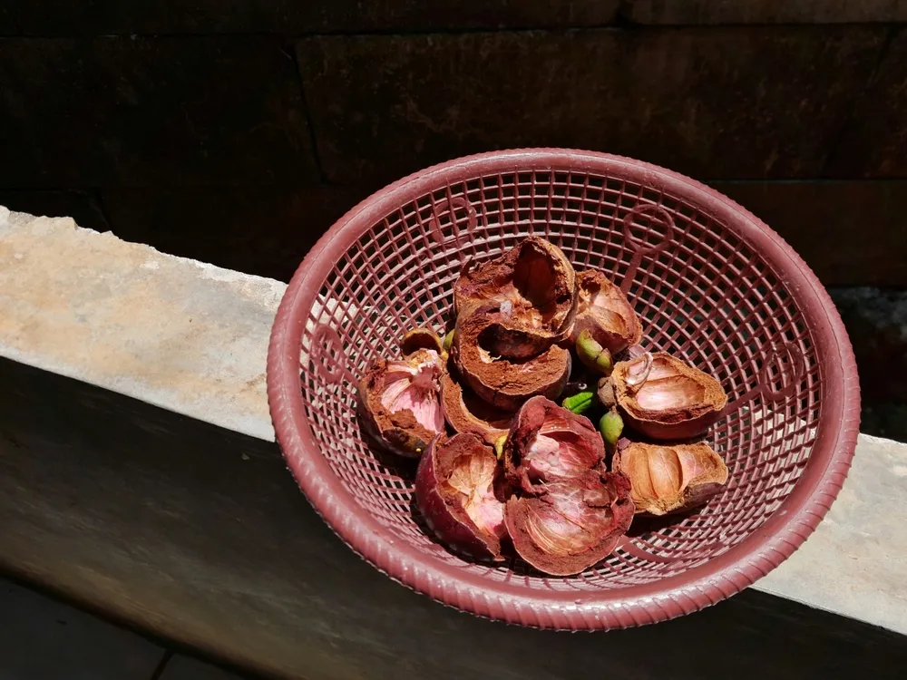 măng cụt có tác dụng gì?