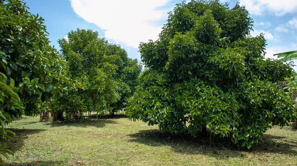 phân bố cây măng cụt