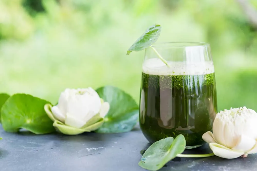 Cách làm nước rau má