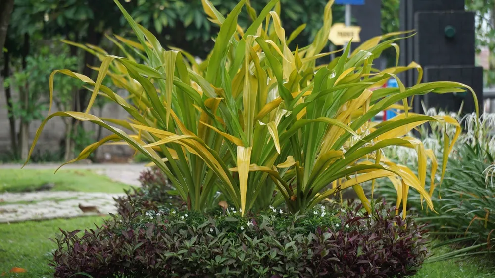 lá náng có tác dụng gì?