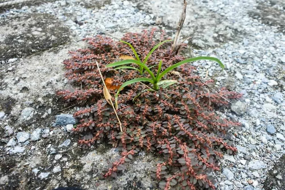 Liều dùng và cách dùng cây cỏ sữa