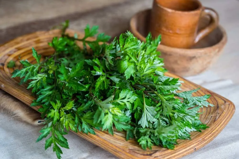 Ngâm chân cho bà bầu với ngải cứu