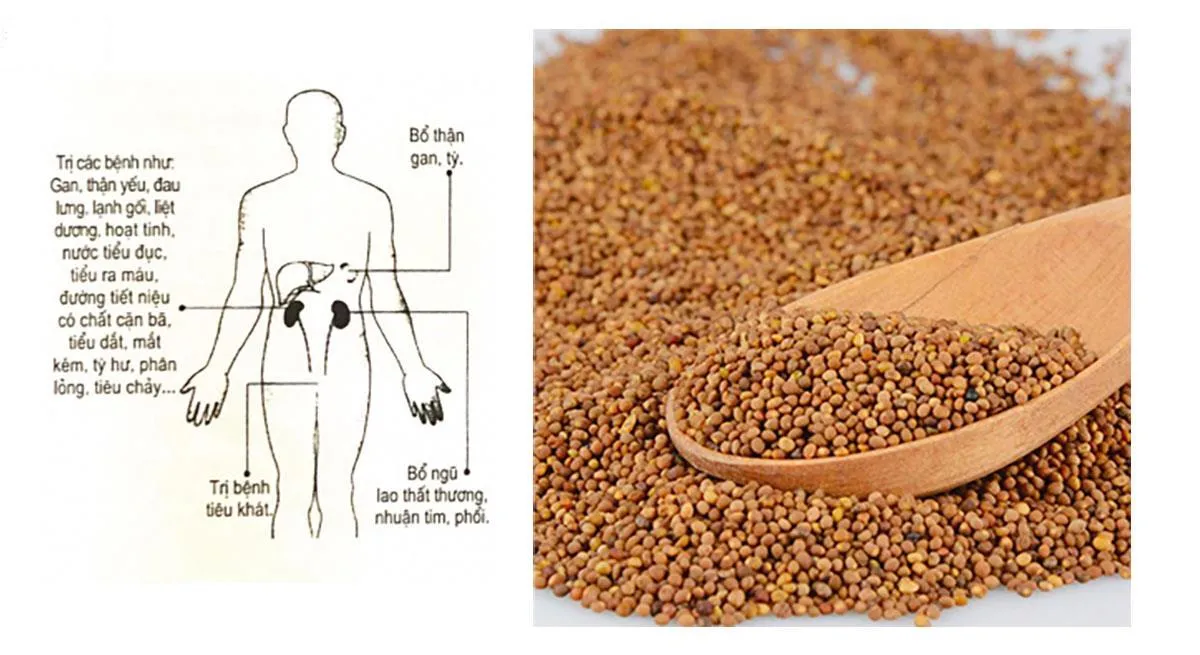 thỏ ty tử có tác dụng gì