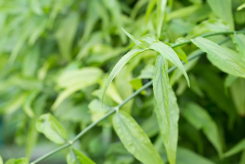 Những lưu ý khi dùng cây xương khỉ