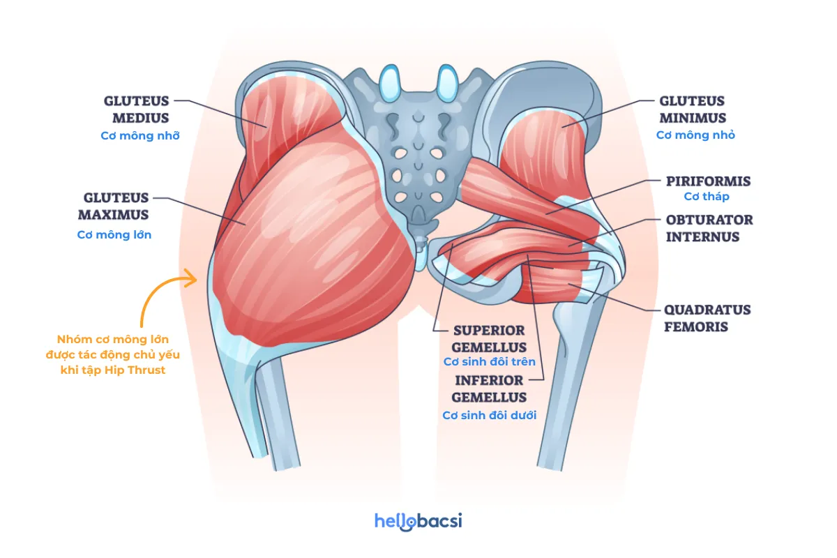 Tập hip thrust giúp phát triển vòng 3 tốt vì bài tập này tác động chủ yếu vào nhóm cơ mông lớn (gluteus maxiums)