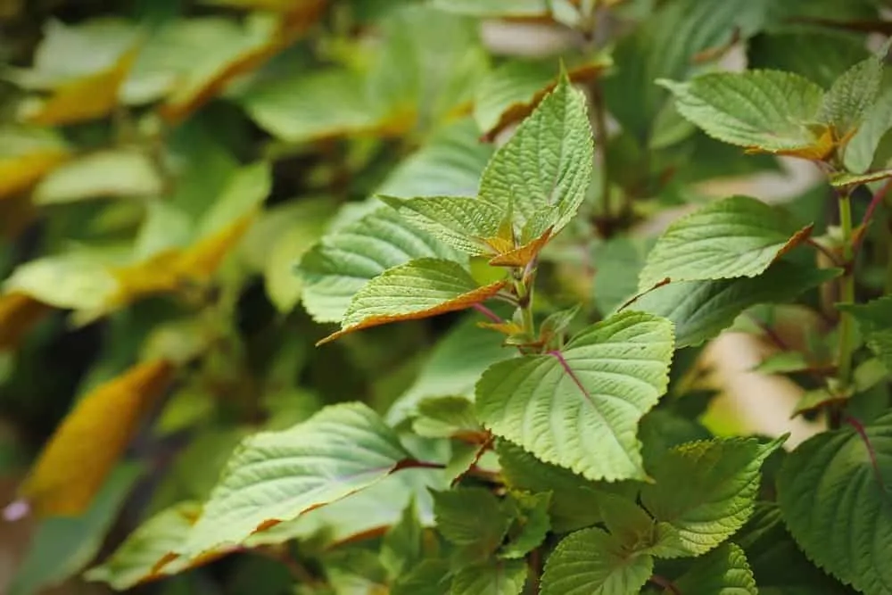 Mặt nạ tía tô trị nám