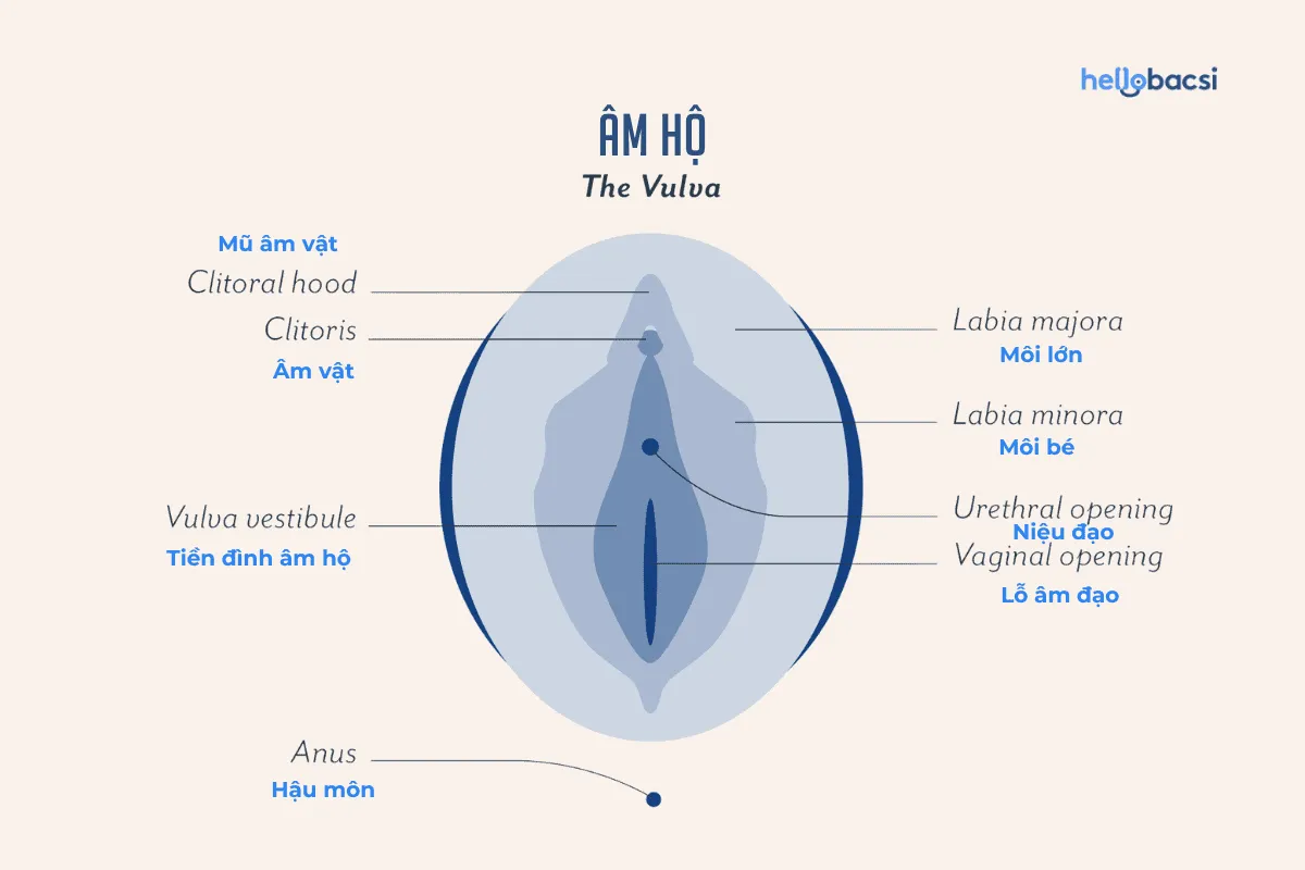 Môi bé là gì? Môi bé bị rách có sao không?