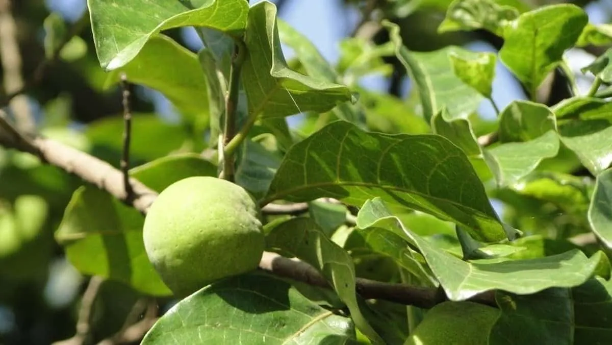 tác dụng của cây chay