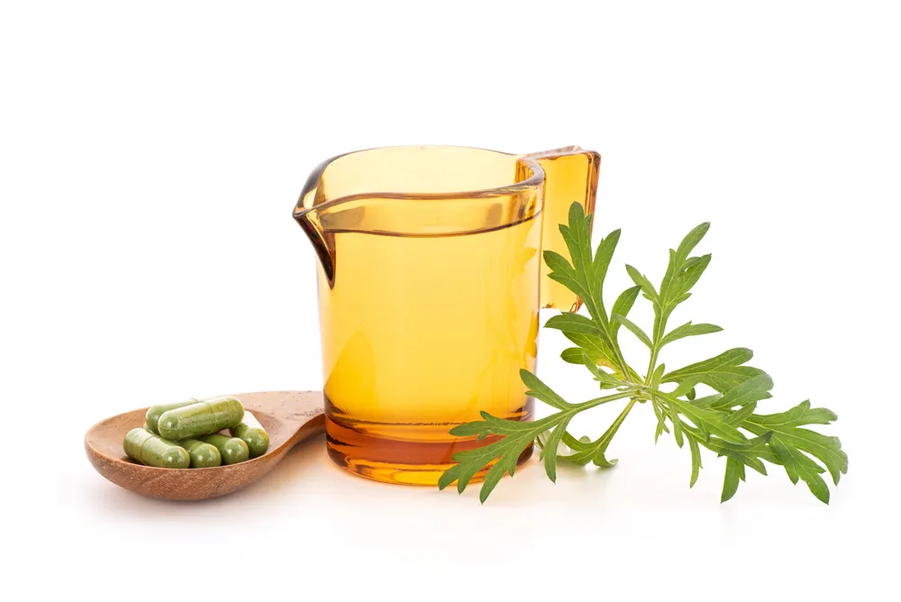 Cây thanh hao hoa vàng bài thuốc