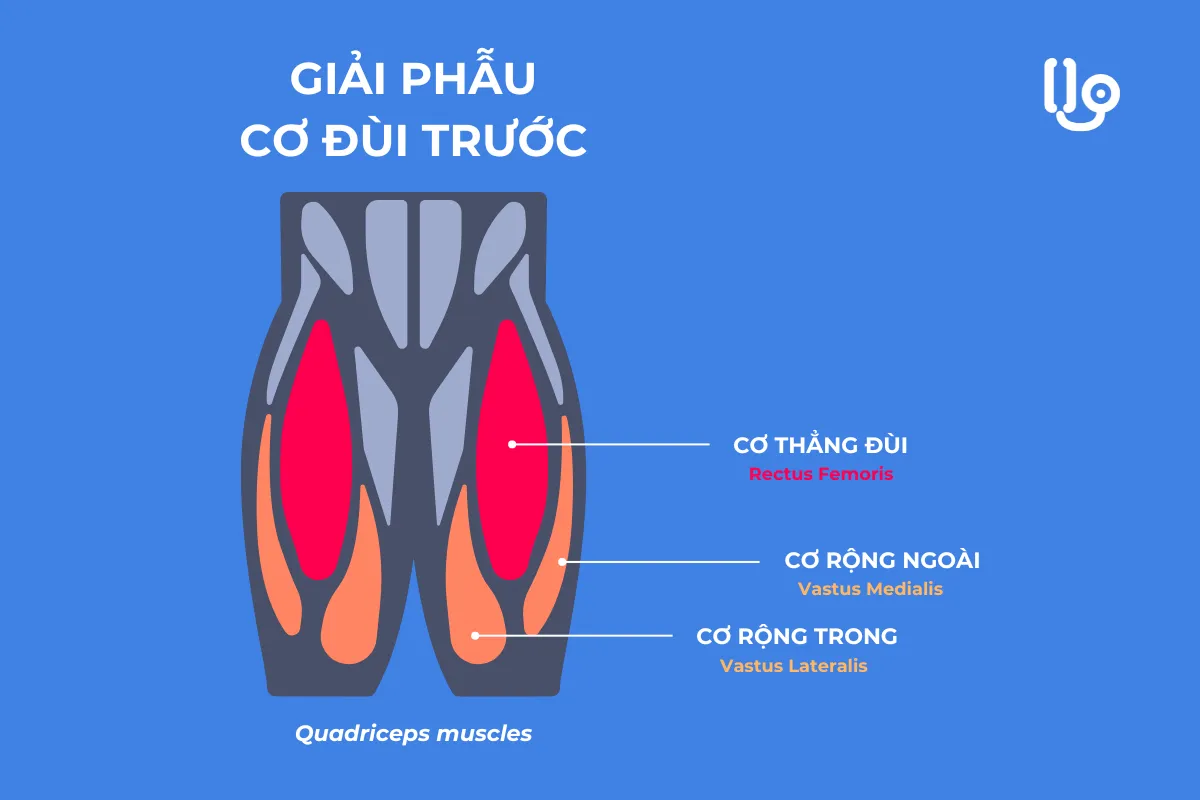 Bài tập tác động chính vào nhóm cơ đùi trước