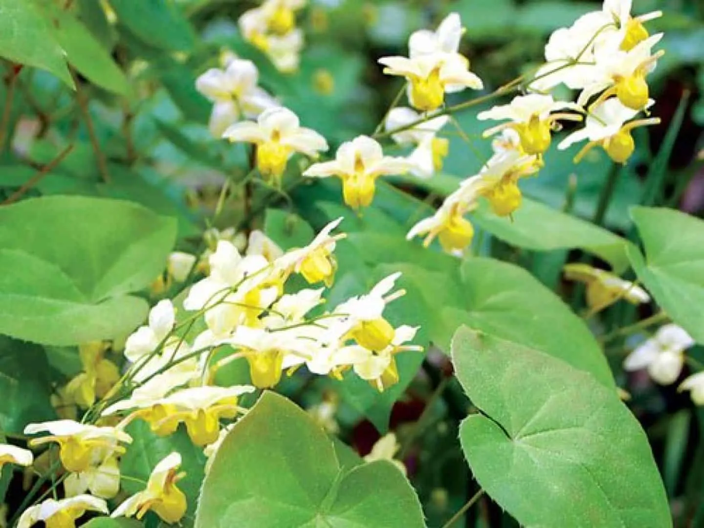 dâm dương hoắc có tác dụng gì?