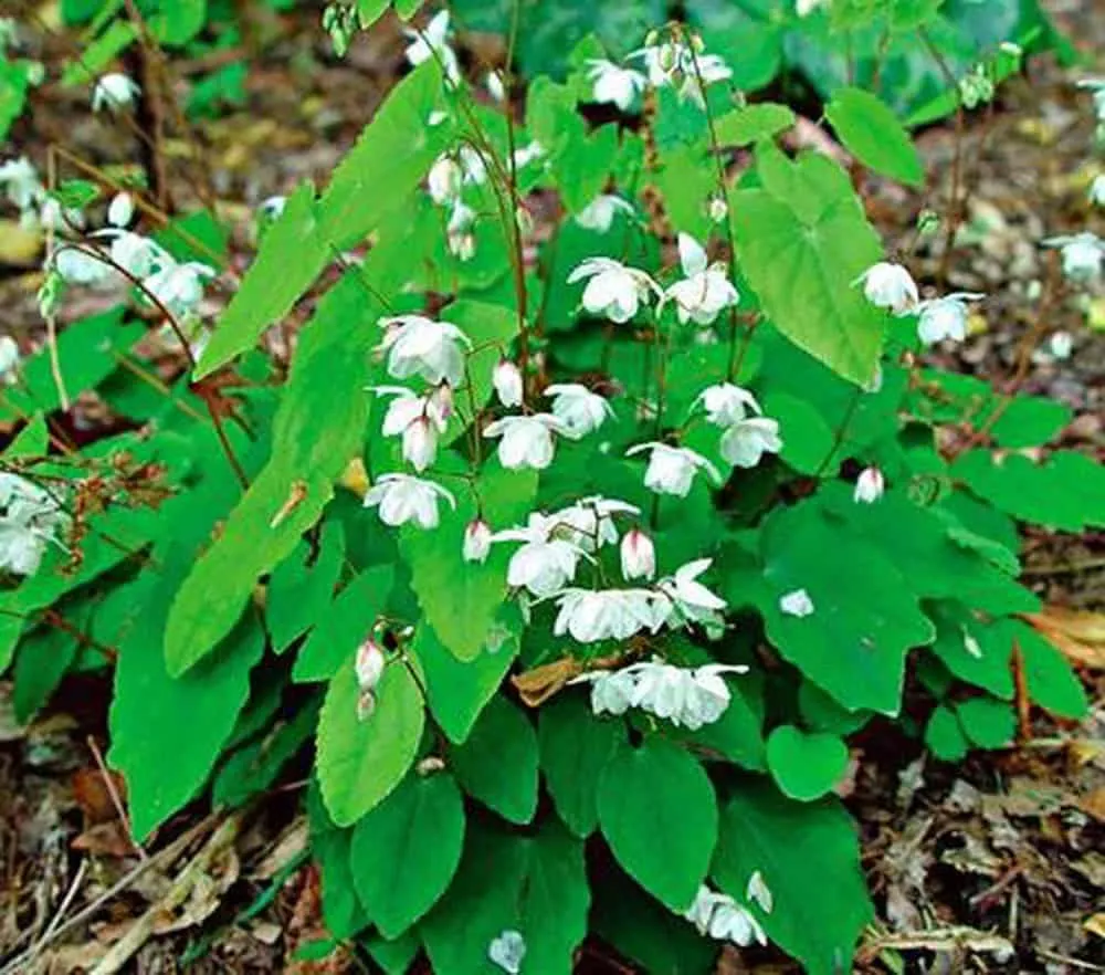 lá dâm dương hoắc