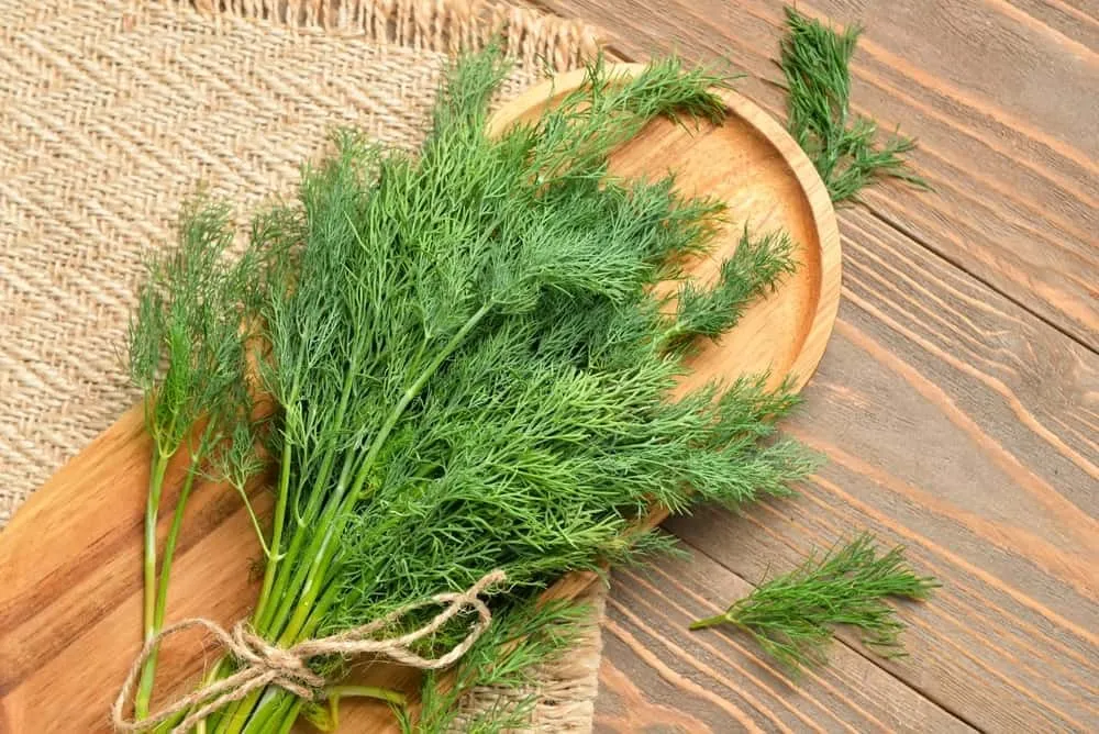 mật ong kỵ với gì? Mật ong kỵ thì là