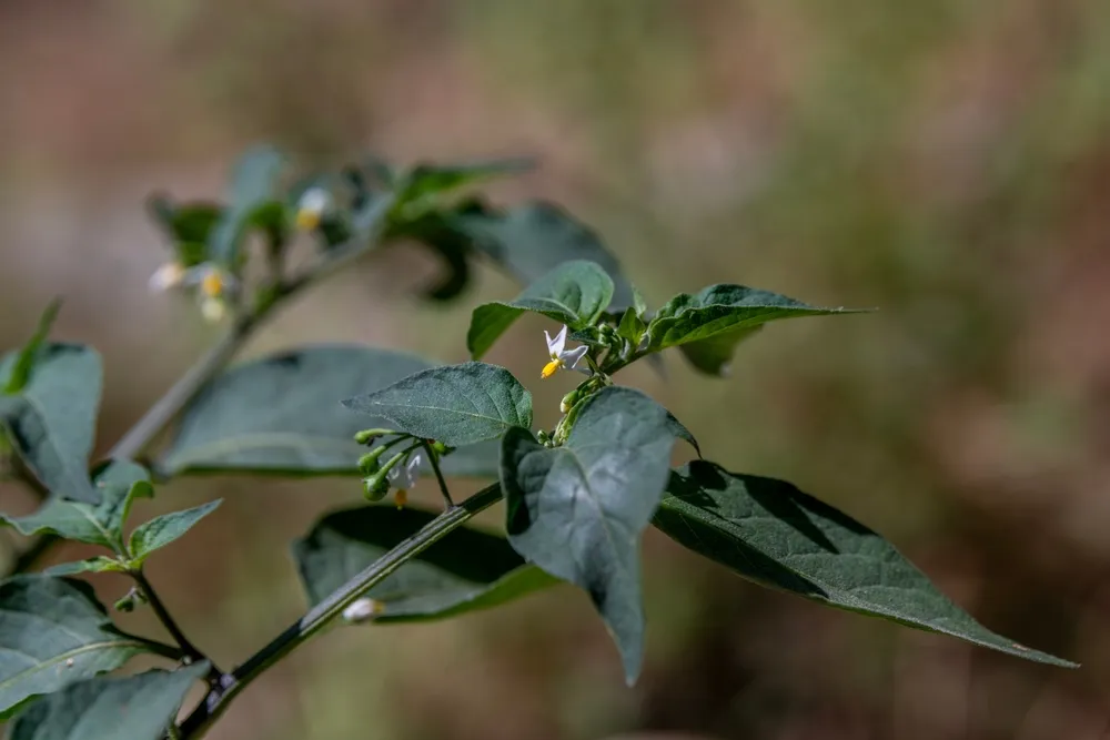 Cây thù lù cái dùng trong bài thuốc nào?