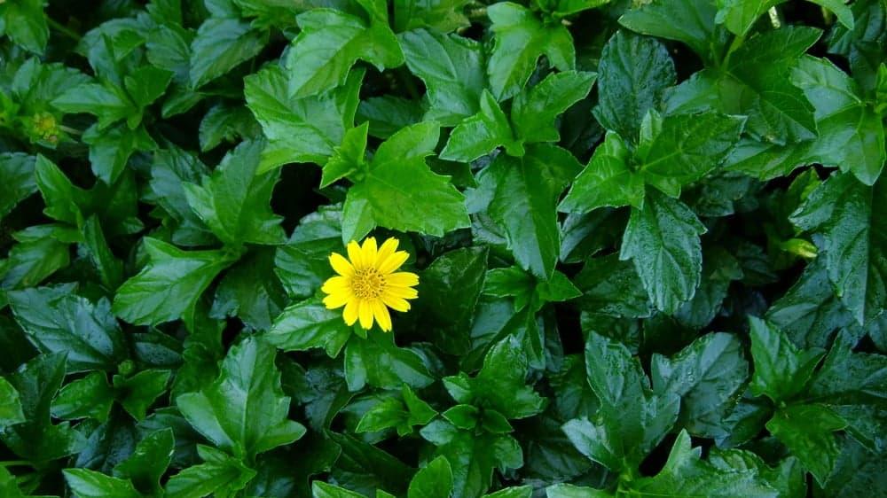 trẻ bị rôm sảy tắm lá gì