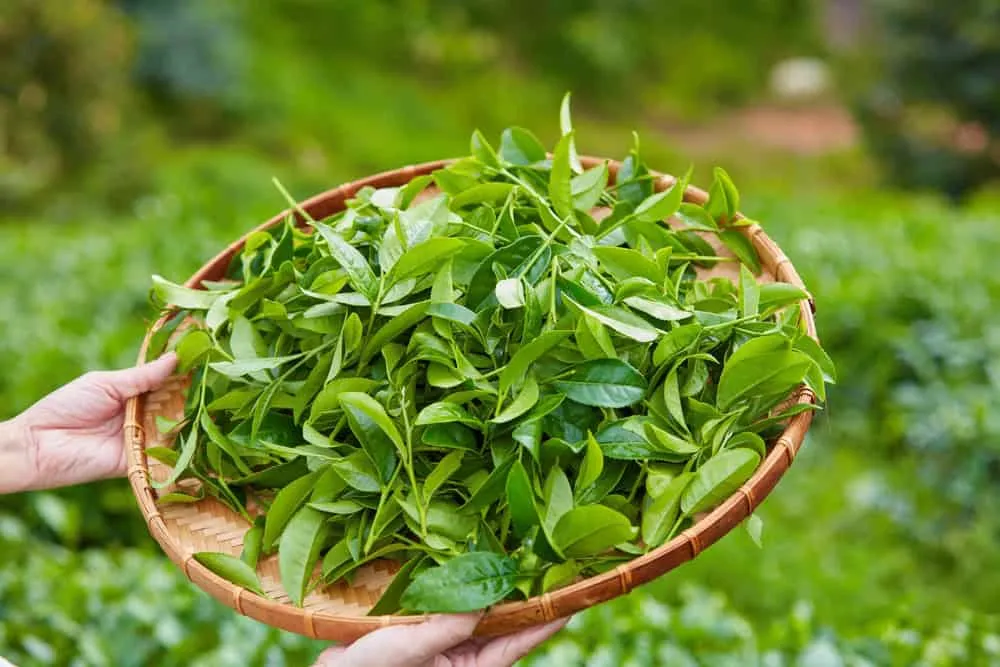 trẻ bị rôm sảy tắm lá gì